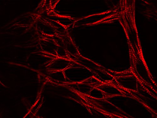 BIO_2a